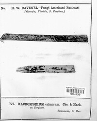 Macrosporium culmorum image